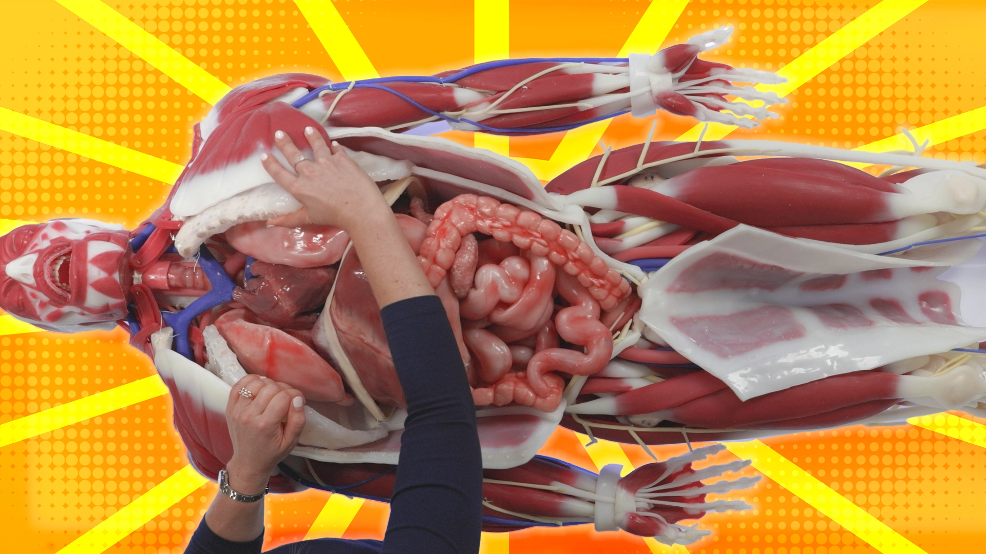 what-is-the-difference-between-anatomy-and-physiology image